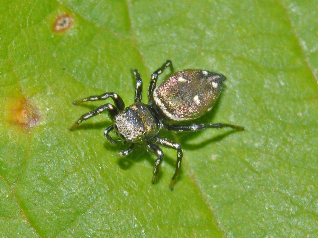 Heliophanus sp. - Genova